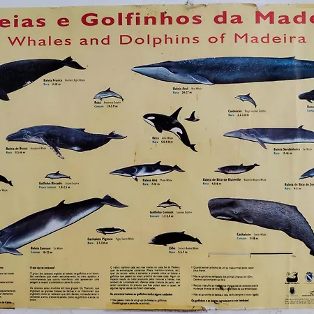 Vista Romantica Madeira Arco da Calheta